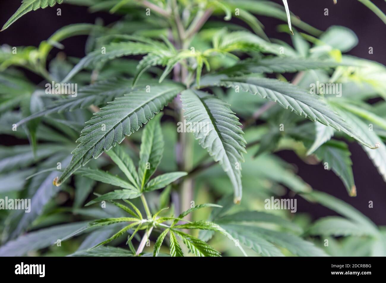 Pianta di cannabis isolata con fondo nero Foto Stock