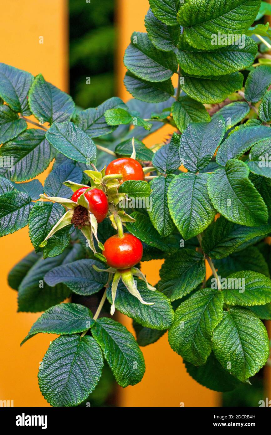 Rami di rosa rossa matura in autunno Foto Stock