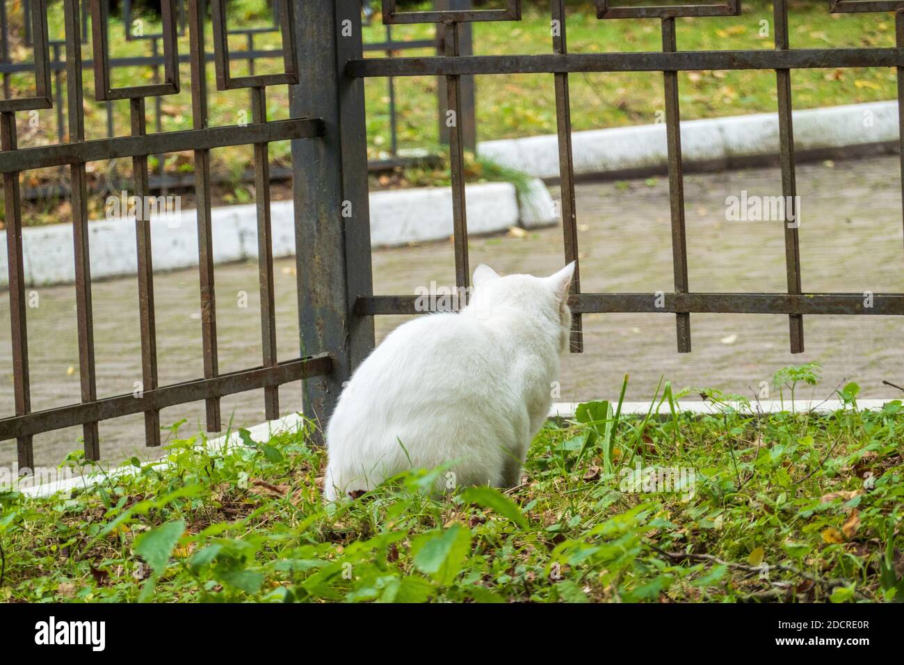 Gatto bianco seduto vicino recinto Foto Stock