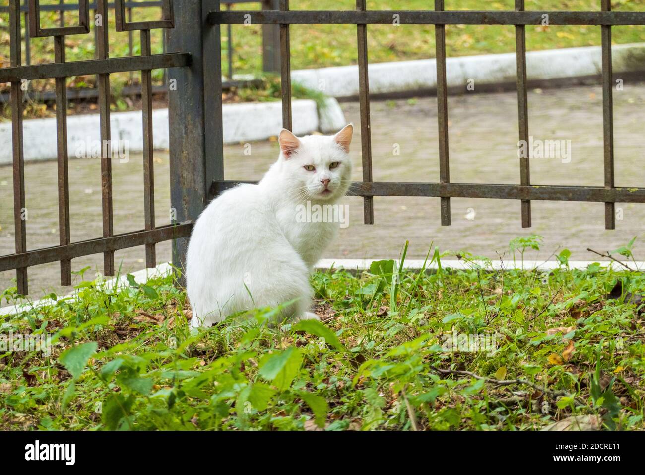 Gatto randagio seduto su prato vicino recinzione Foto Stock