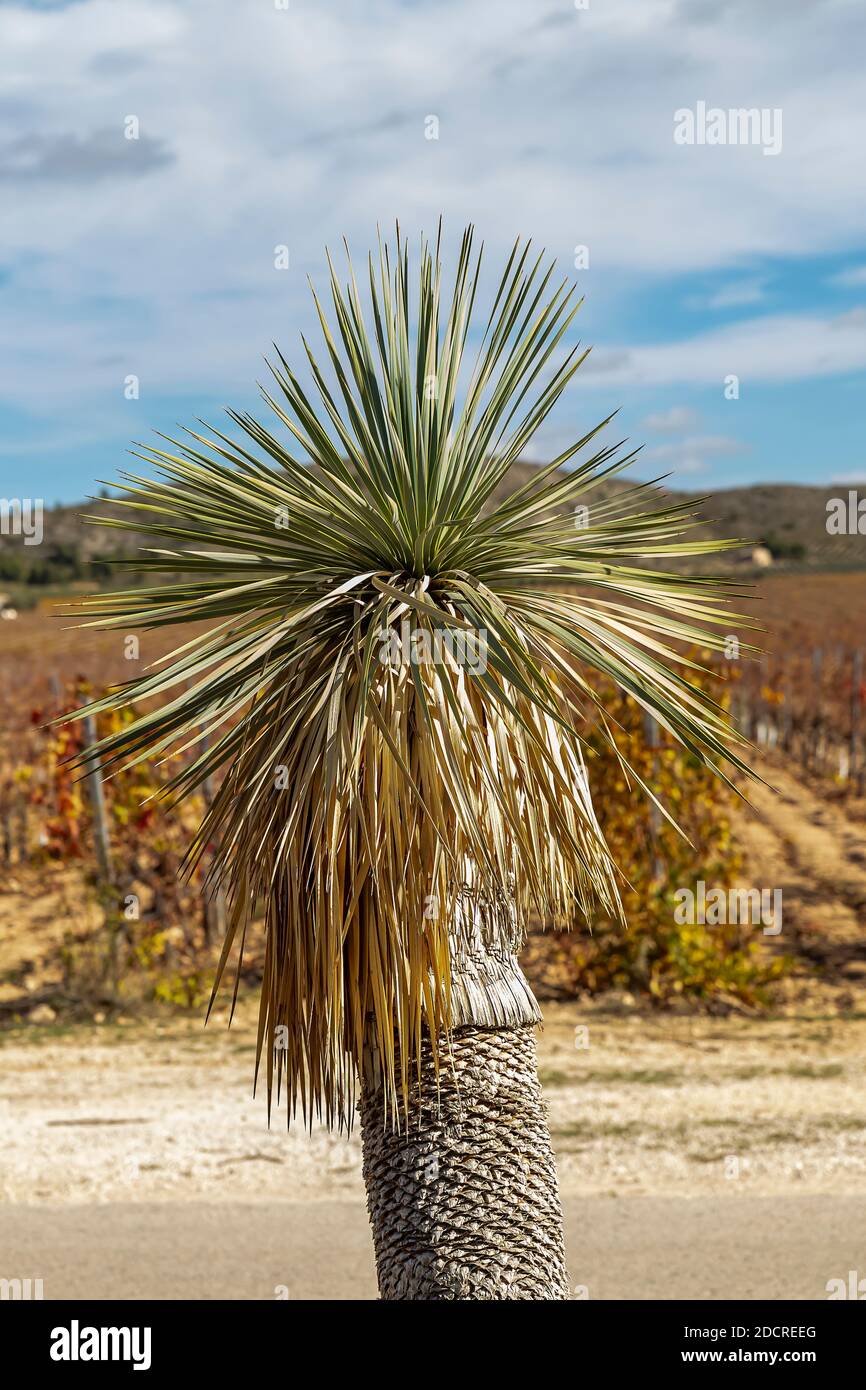 Un albero di palma con vigneto sullo sfondo. Tempo di vendemmia autunnale. Foto Stock