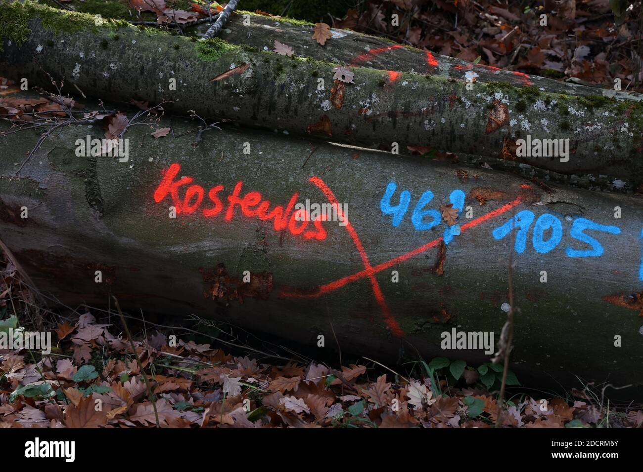 Gli alberi tagliati sono dati gratuitamente per legna da ardere. Testo in tedesco: Libero. Foto Stock
