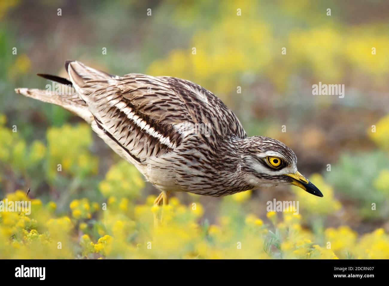 Il riccio in pietra eurasiatica, Burhinus oedicnemus, in habitat naturale. Foto Stock