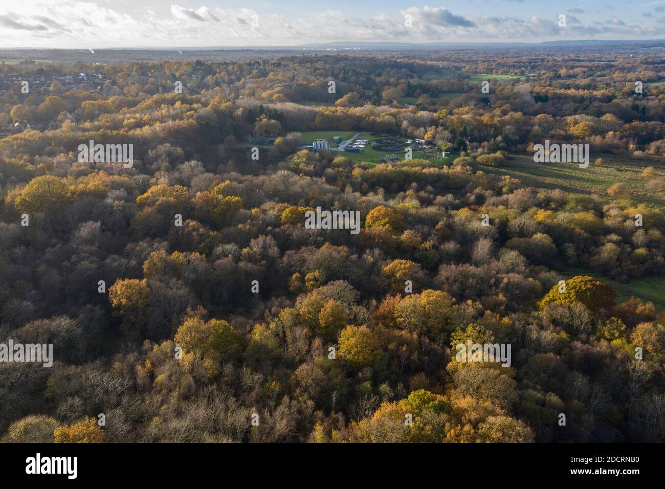 Drone foto aeree Hampshire Forest, che mostra i livelli di forestazione Foto Stock