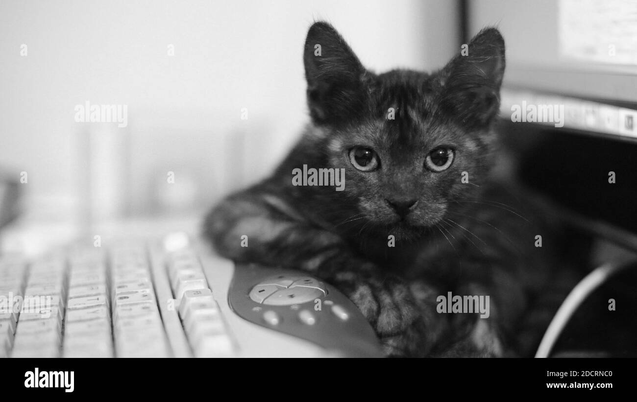 Cute gatto nero sdraiato sulla tastiera e fissa nella fotocamera. Foto Stock