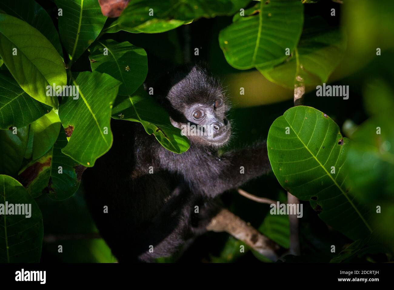Panama fauna selvatica con una giovane scimmia urlata, Alouatta palliata, nella foresta pluviale del parco nazionale di Soberania, Repubblica di Panama. Foto Stock