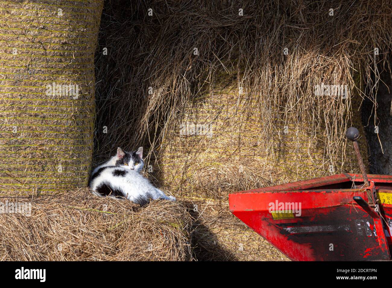 Gatto nero e bianco fattoria su balle di fieno su terreni agricoli, Contea di Kerry, Irlanda Foto Stock