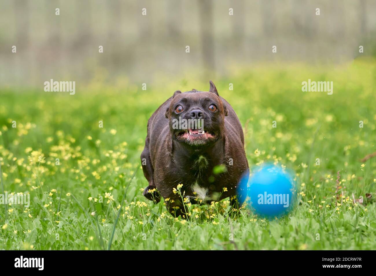 bruno francese bulldog razza cane con orecchie di schiena giocare e. correre con una palla blu su un campo verde Foto Stock