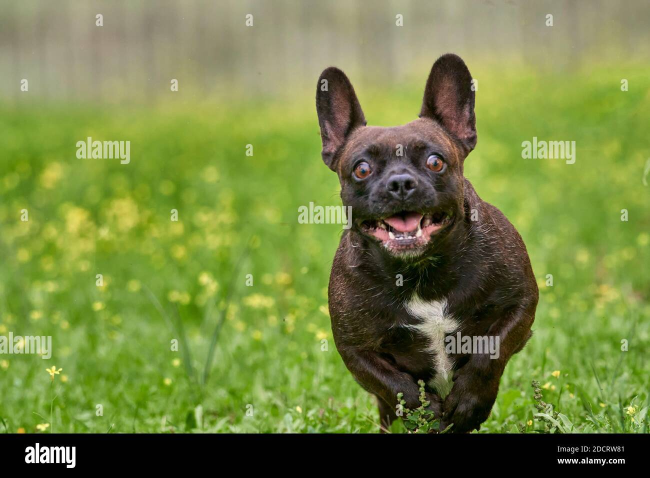 bruno rosso francese razza cane felice mentre correndo e. giocare su un campo verde all'aperto Foto Stock