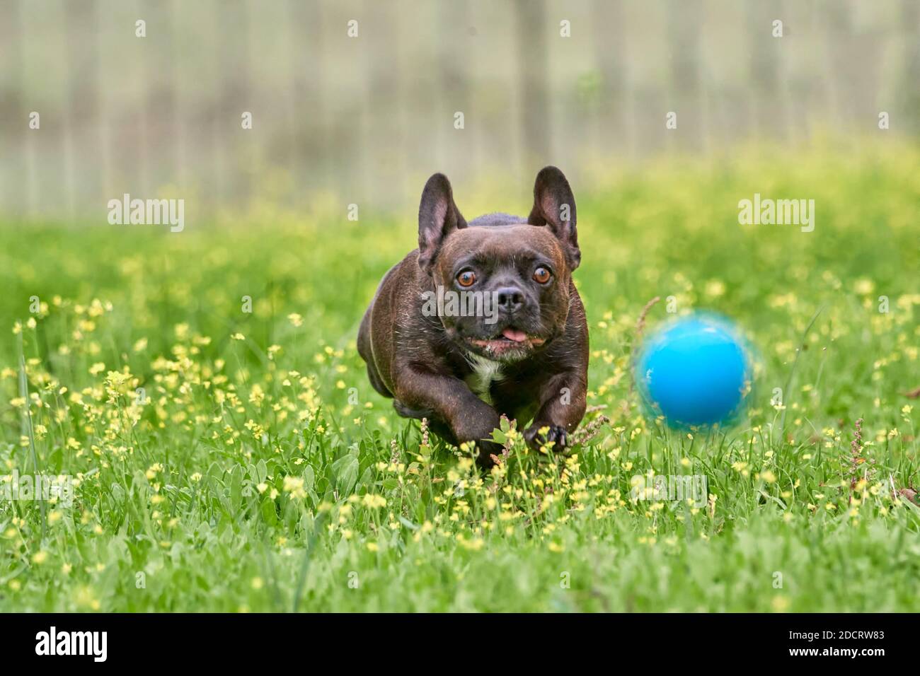 cane marrone razza bulldog francese giocare e correre con un palla blu su un campo verde Foto Stock