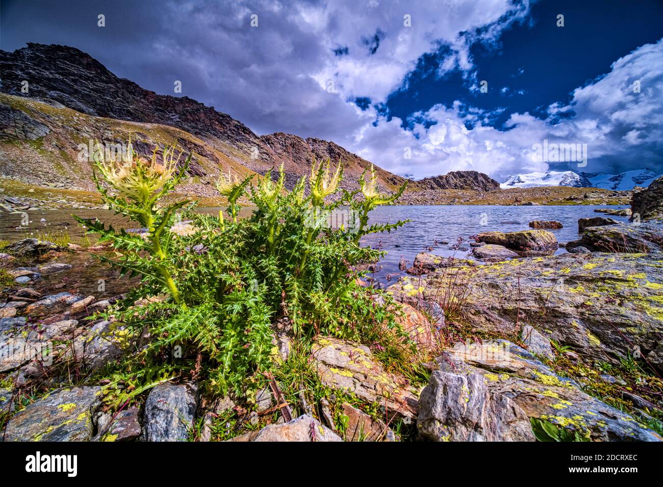 Spiniest Thistle (Cirsium spinosissimum), che cresce al lago della Manzina, il gruppo del Palon de la Mare in lontananza. Foto Stock