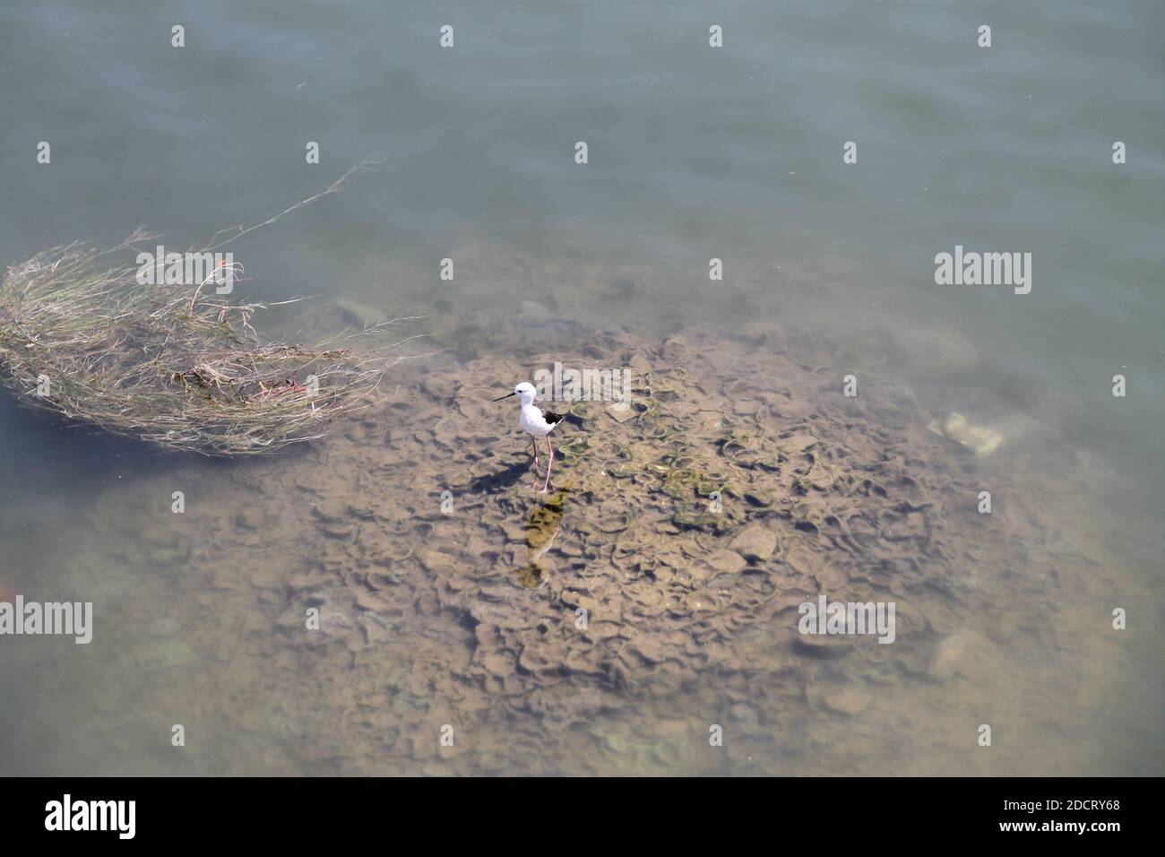 Primo piano di un simpatico uccello bambino vicino è nido Foto Stock