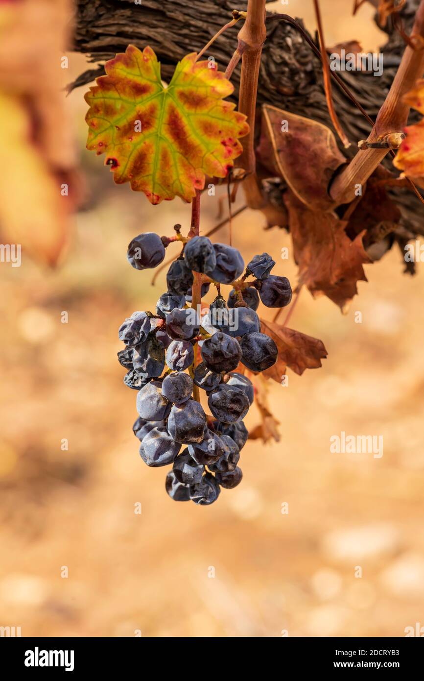 Pennello di uve secche dopo la vendemmia su sfondo sfocato primo piano Foto Stock