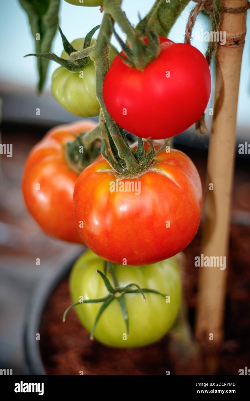 Vita di assegnazione, sviluppi il vostro proprio cibo e verdure Foto Stock