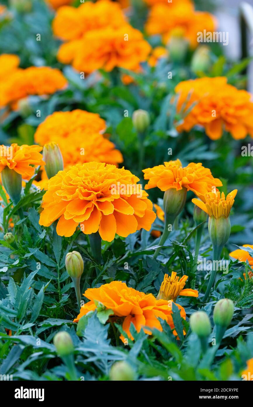 Patula Tagetes "Saari Tangerine" (serie Safari). Marigold francese "Sacari Tangerine" Foto Stock