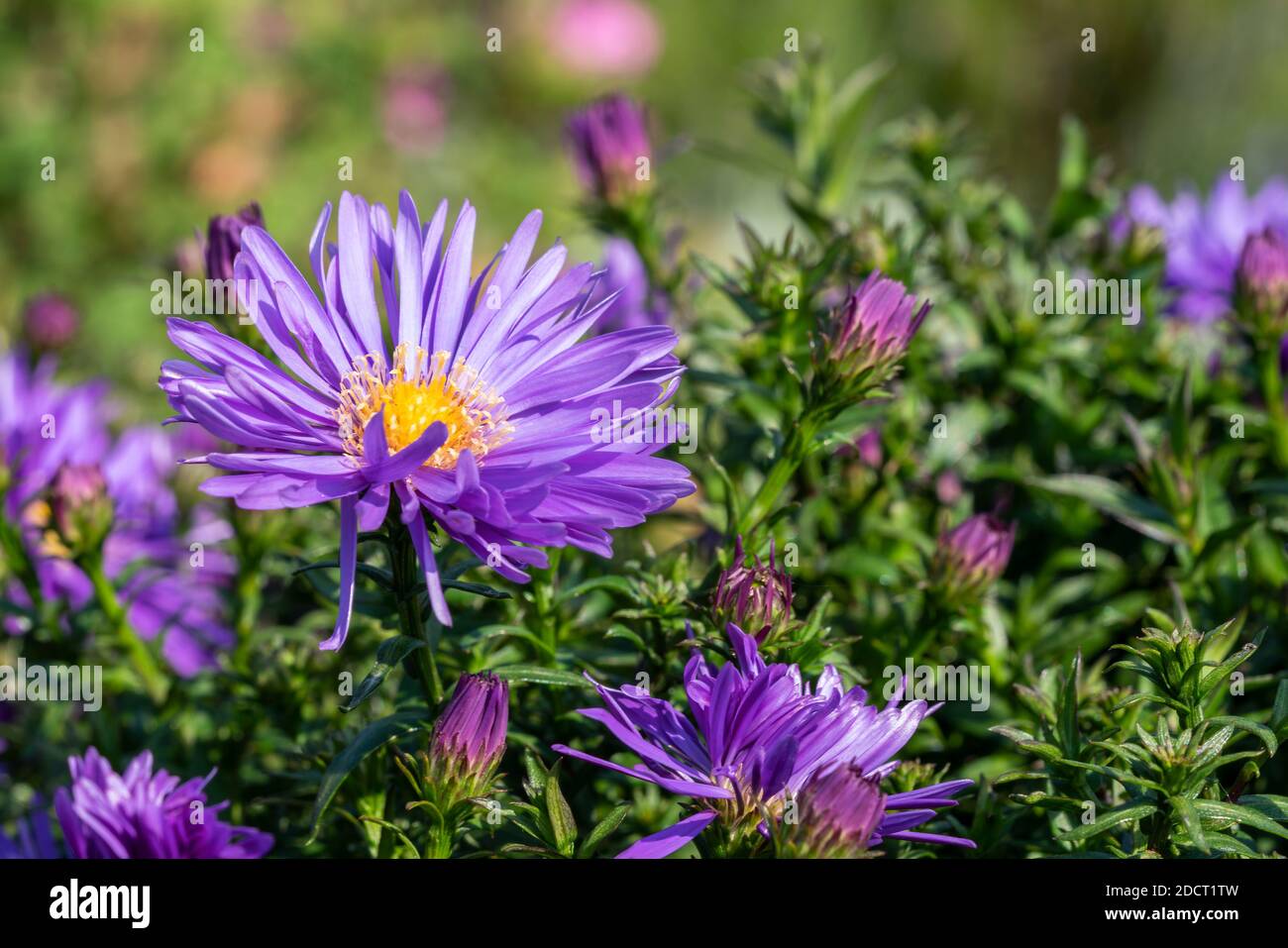 Aster 'Herfstweelde' (ricchezza d'autunno) una pianta di fiori d'autunno erbacei blu lavanda perenne comunemente conosciuta come Michaelmas daisy, foto d'inventario i Foto Stock