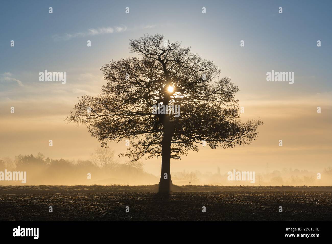Silhouette di un solitario albero di quercia in un campo con la luce del sole del mattino presto e nebbia gelida. Molto Hadham, Hertfordshire. REGNO UNITO Foto Stock