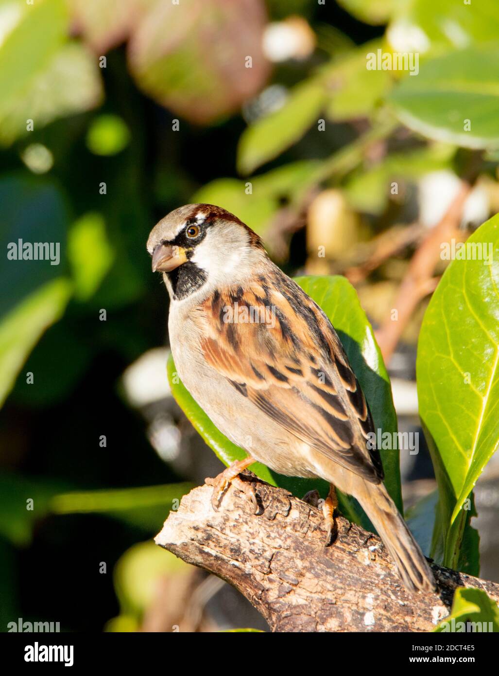 House Sparrow, Passer deomesticus, arroccato su una filiale in un giardino britannico, autunno 2020 Foto Stock