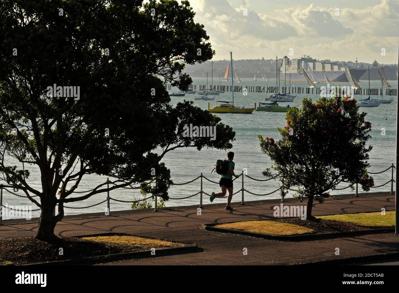 Un jogger è incorniciato da alberi di Pohutukawa mentre corre Lungo la Tamaki Drive di Auckland, oltrepassa gli ormeggi degli yacht della baia di Okahu Lungomare della Nuova Zelanda più grande c Foto Stock
