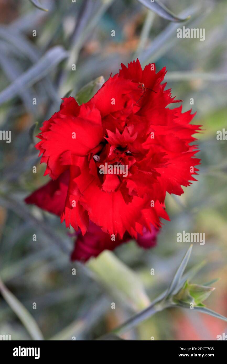 Insetto su fiore di garofano. Foto Stock