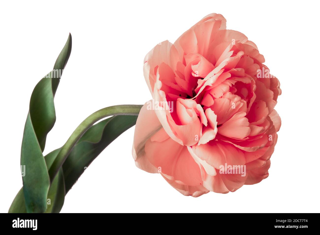 Singolo tulipano rosa pieno di Parrot isolato su sfondo bianco Foto Stock