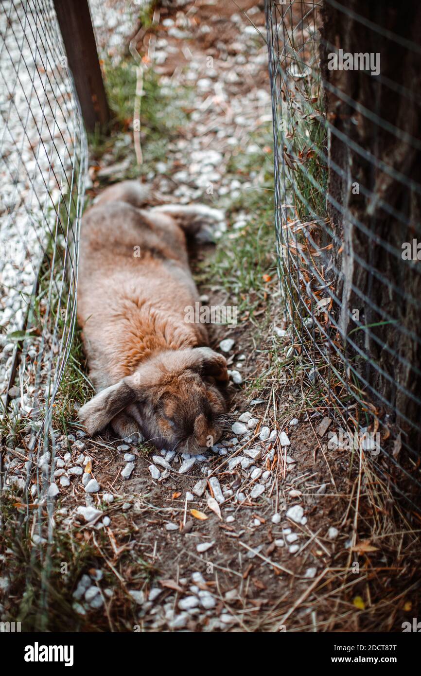 Un coniglio marrone arato di lop si trova in un paddock all'aperto in una fattoria. Foto Stock