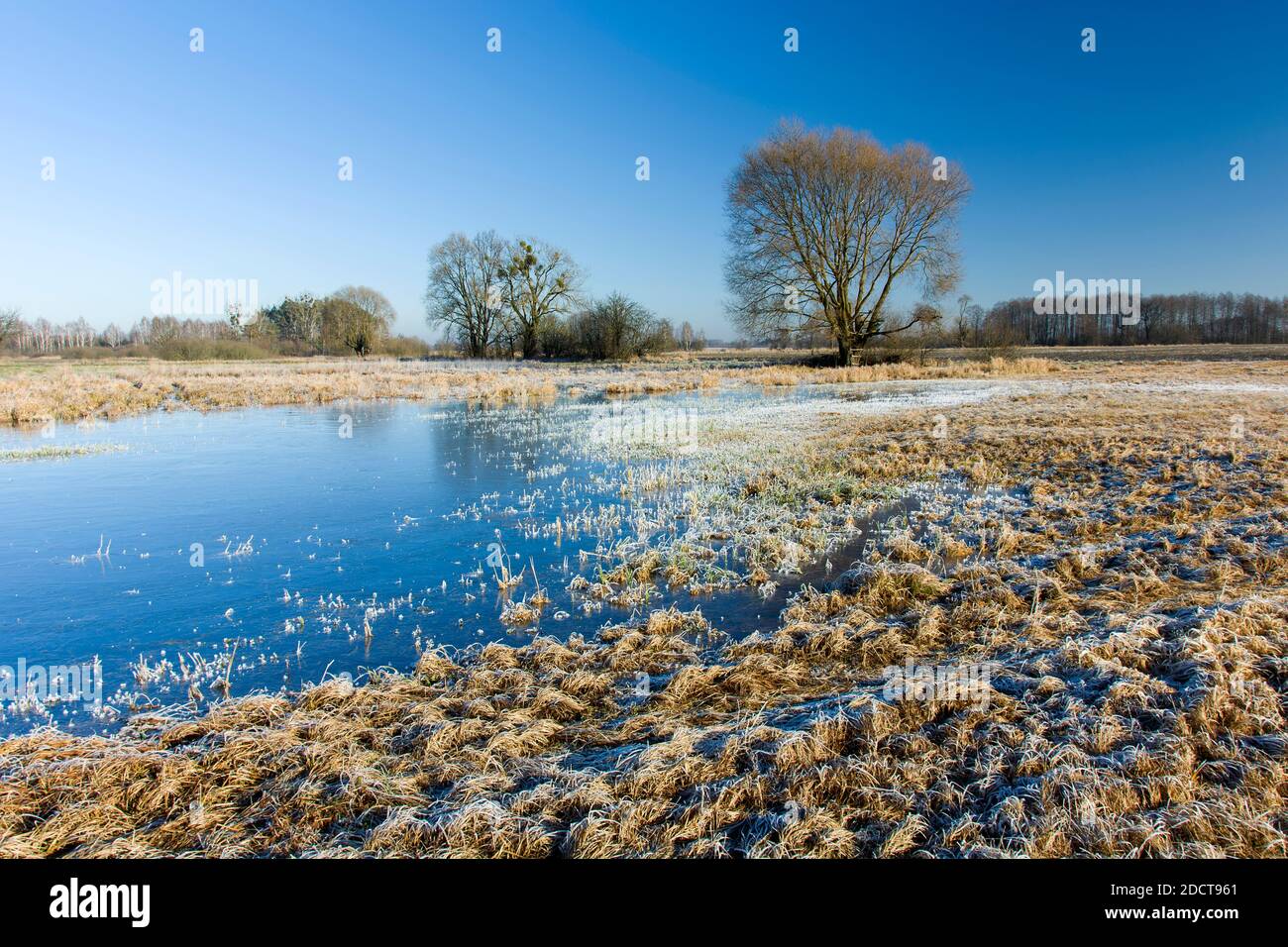 Acqua ghiacciata e gelo sul prato, alberi e cielo blu Foto Stock