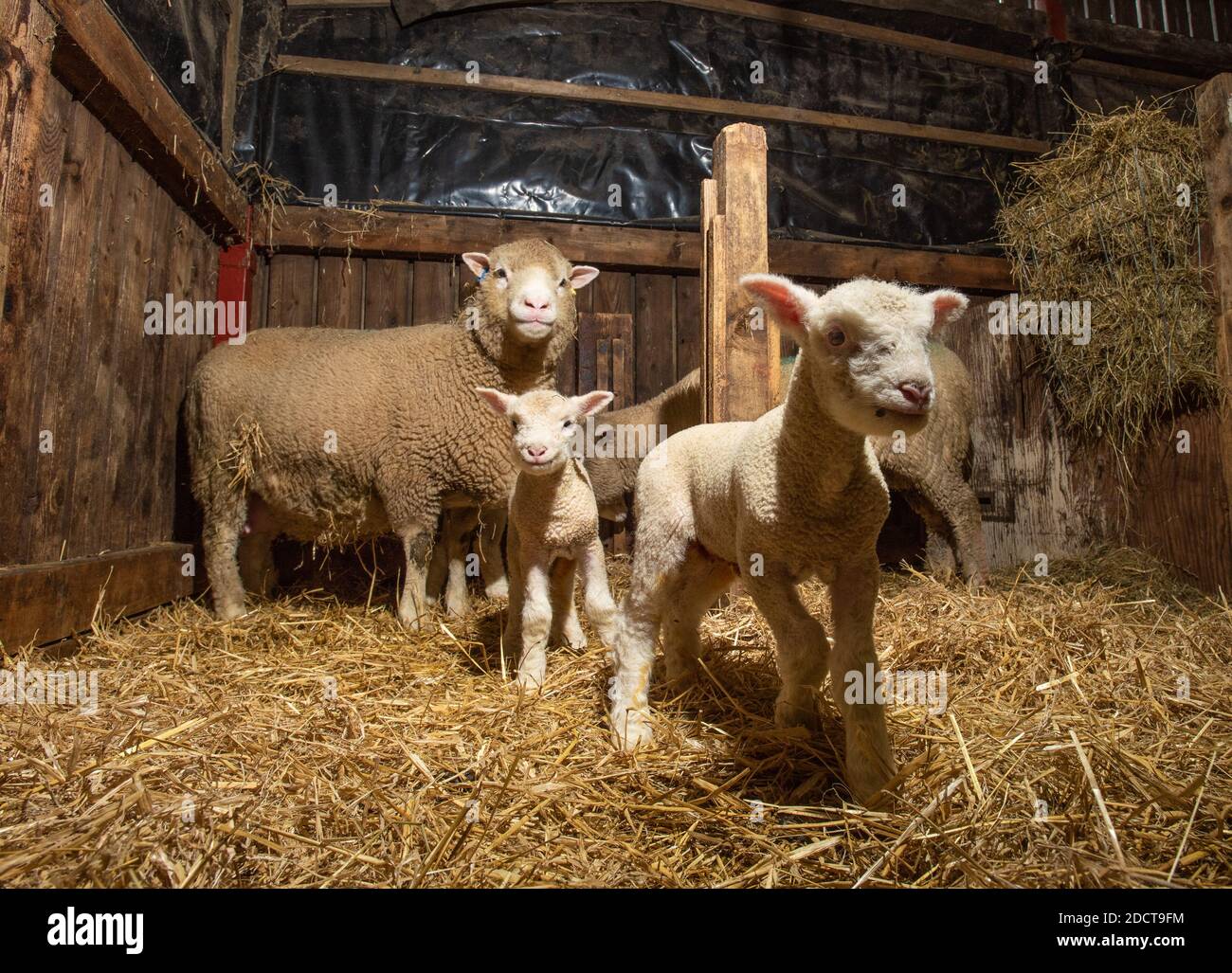 Preston, Lancashire, Regno Unito. 23 Nov 2020. Poll Dorset pecore con agnelli vicino Preston, Lancashire, Regno Unito. La razza di pecora prolifica è in grado di lambire tutto l'anno e può produrre tre colture di agnelli ogni due anni. Credit: John Eveson/Alamy Live News Foto Stock