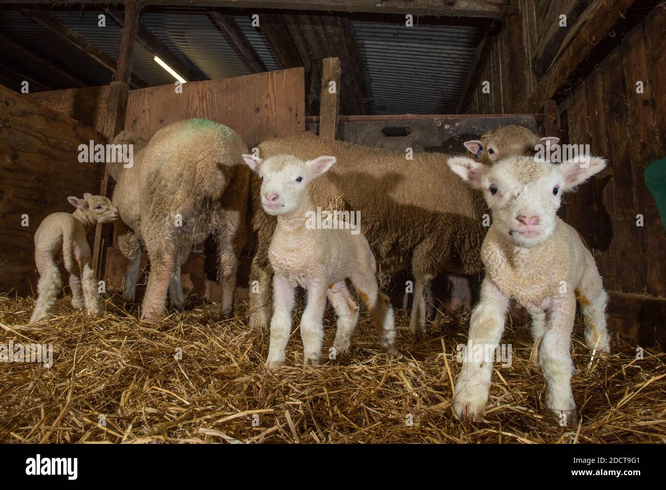 Preston, Lancashire, Regno Unito. 23 Nov 2020. Poll Dorset pecore con agnelli vicino Preston, Lancashire, Regno Unito. La razza di pecora prolifica è in grado di lambire tutto l'anno e può produrre tre colture di agnelli ogni due anni. Credit: John Eveson/Alamy Live News Foto Stock