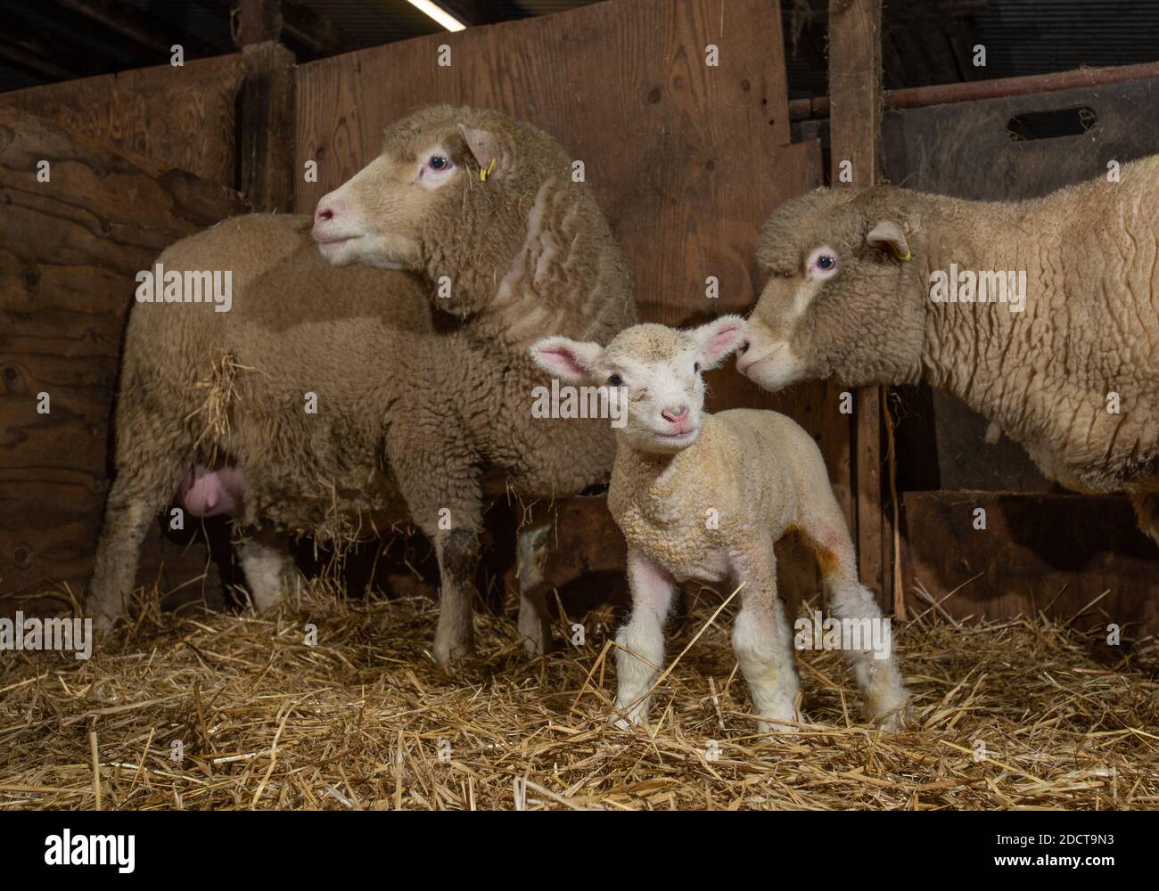 Preston, Lancashire, Regno Unito. 23 Nov 2020. Poll Dorset pecore con agnelli vicino Preston, Lancashire, Regno Unito. La razza di pecora prolifica è in grado di lambire tutto l'anno e può produrre tre colture di agnelli ogni due anni. Credit: John Eveson/Alamy Live News Foto Stock