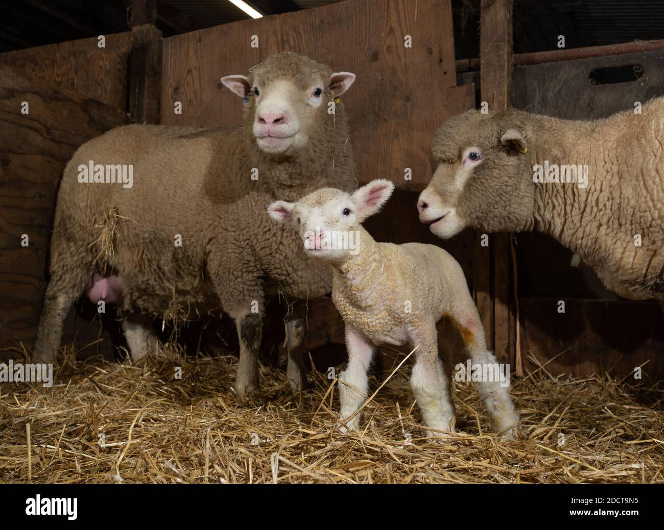 Preston, Lancashire, Regno Unito. 23 Nov 2020. Poll Dorset pecore con agnelli vicino Preston, Lancashire, Regno Unito. La razza di pecora prolifica è in grado di lambire tutto l'anno e può produrre tre colture di agnelli ogni due anni. Credit: John Eveson/Alamy Live News Foto Stock