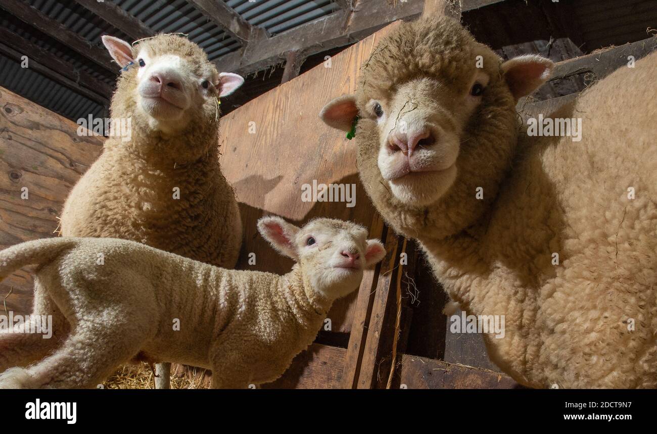 Preston, Lancashire, Regno Unito. 23 Nov 2020. Poll Dorset pecore e agnello vicino Preston, Lancashire, Regno Unito. La razza di pecora prolifica è in grado di lambire tutto l'anno e può produrre tre colture di agnelli ogni due anni. Credit: John Eveson/Alamy Live News Foto Stock