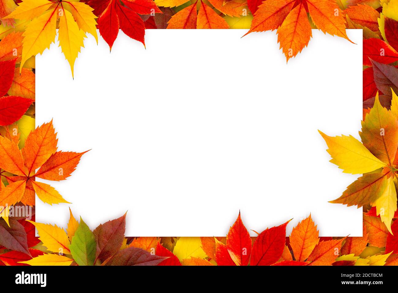 Carta bianca circondata da foglie d'autunno colorate. Foto Stock
