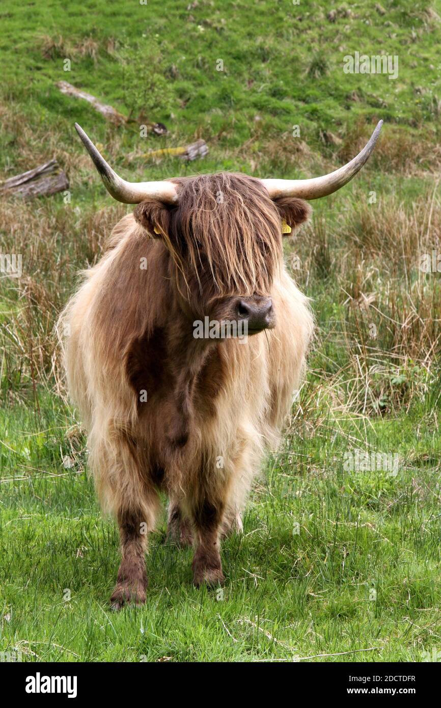 Mucche delle Highland : l'Highland è una razza scozzese di bovini rustici. Ha origine nelle Highlands scozzesi e nelle isole Ebridi esterne della Scozia e ha corna lunghe e un lungo cappotto di palude. È una razza dura, allevata per resistere alle condizioni temperate nella regione. La mucca delle Highland è la più vecchia razza registrata di bestiame nel mondo. Un gruppo di bovini delle Highland è noto come “fold” Foto Stock