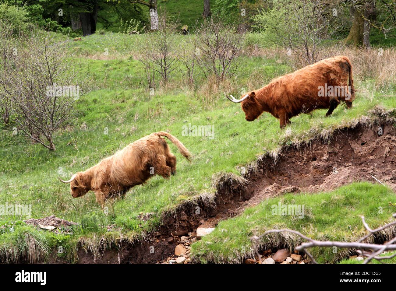 Mucche delle Highland : la Highland è una razza scozzese di bovini rustici. Ha avuto origine nelle Highlands scozzesi e nelle isole Ebridi esterne della Scozia e ha lunghe corna e un lungo stemma. È una razza dura, allevata per resistere alle condizioni intemperate nella regione. Foto Stock