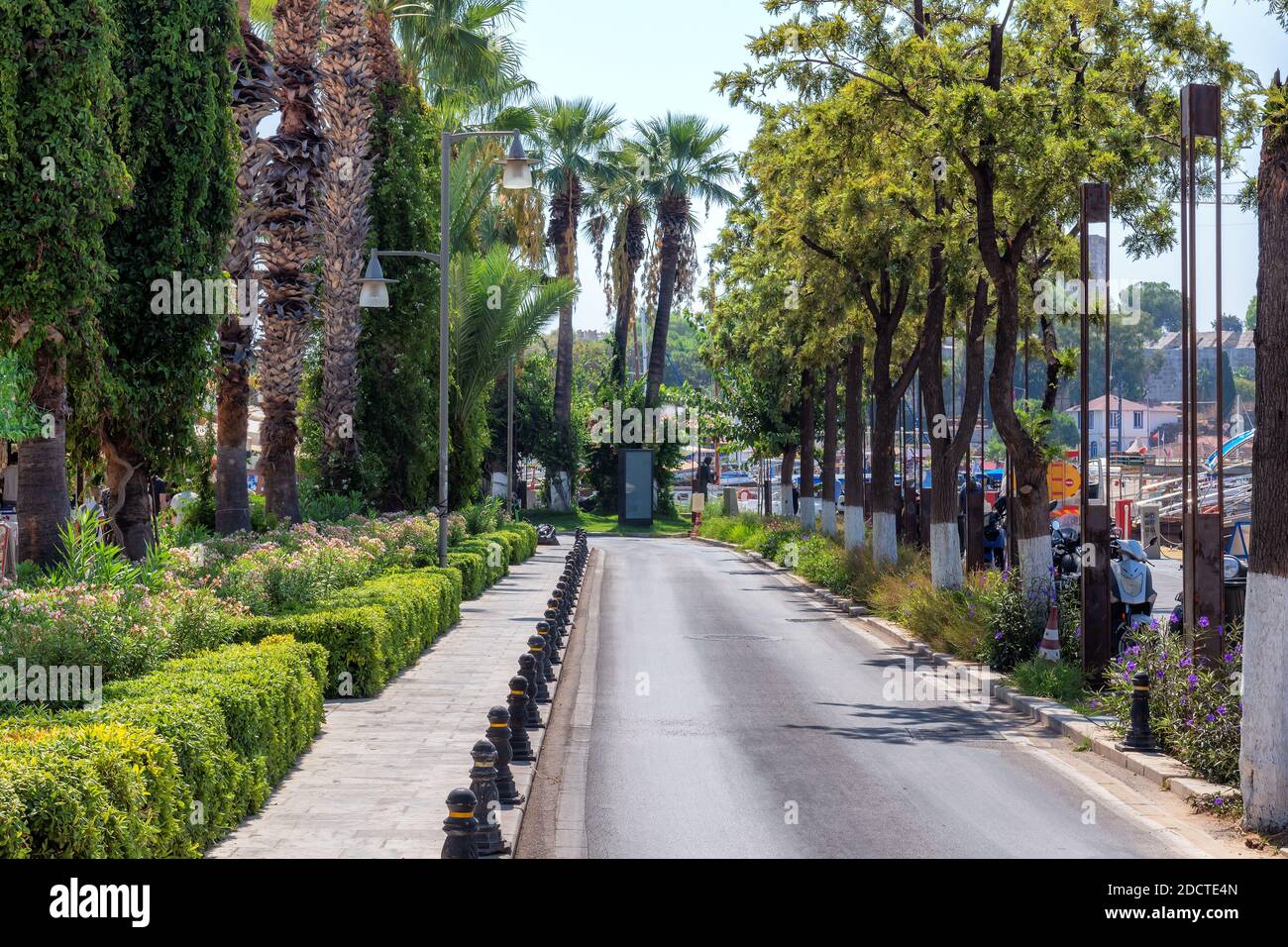 Alberi di palma sulla strada nella città di Bodrum in giornata di sole, costa mediterranea, Bodrum, Turchia Foto Stock
