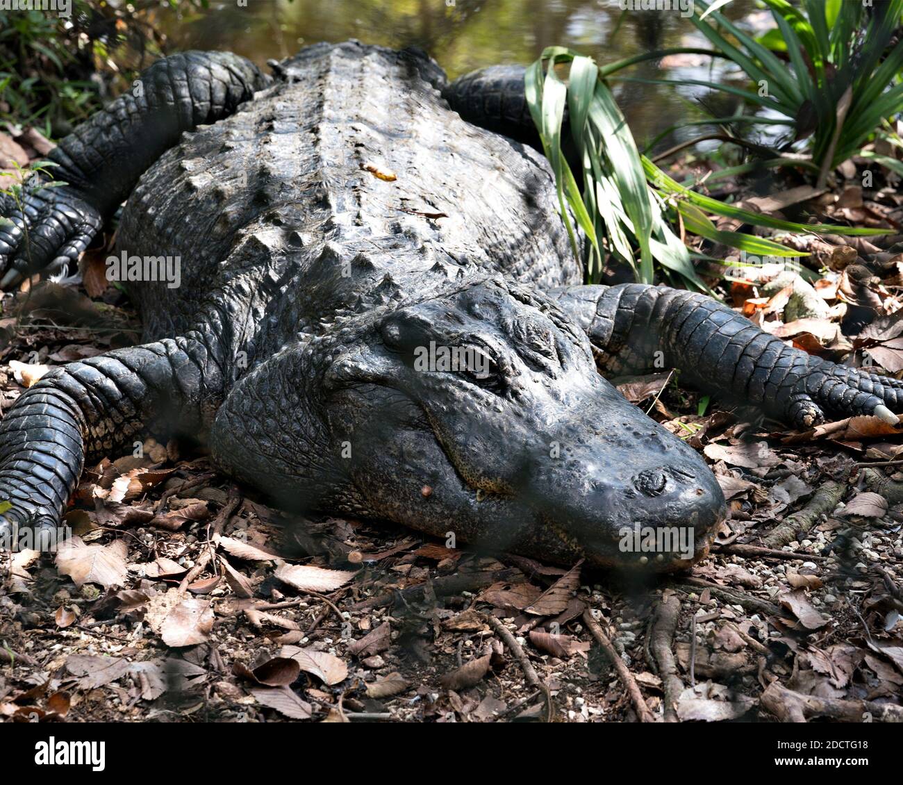 Alligatore riposato in acqua e godendo del suo habitat e ambiente. Alligator Stock foto. Foto di stock di alligatori. Immagine. Immagine. Verticale. Foto Stock