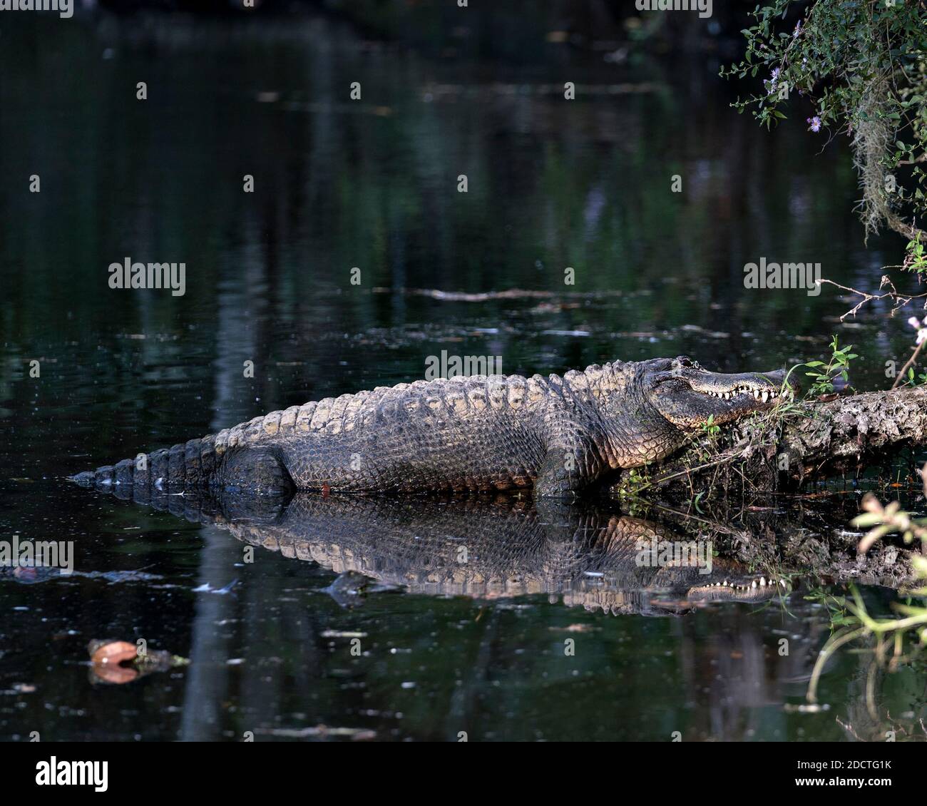 Alligatore poggiato su un tronco dall'acqua con un riflesso che espone il suo corpo, i denti, la testa, la coda, i piedi, nel suo habitat e ambiente. Stock di alligatore Foto Stock