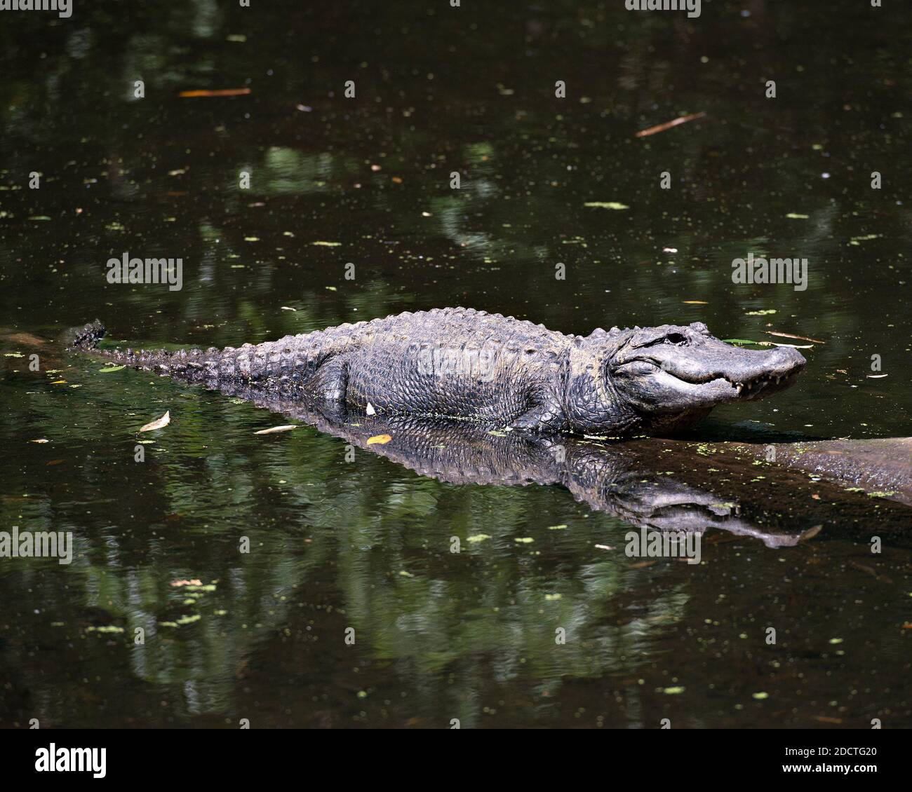 Vista ravvicinata del profilo dell'alligatore nell'acqua crogiolandosi alla luce del sole con un riflesso del corpo nell'acqua che mostra la testa, l'occhio, nel suo ambiente Foto Stock