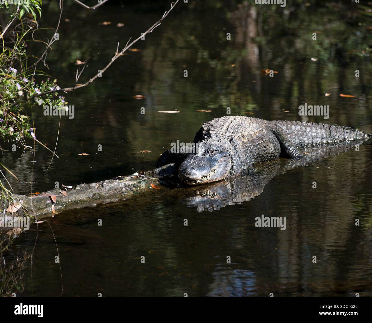 Vista ravvicinata del profilo dell'alligatore nell'acqua crogiolandosi alla luce del sole con un riflesso del corpo nell'acqua che mostra la testa, l'occhio, nel suo ambiente. Immagine. Foto Stock