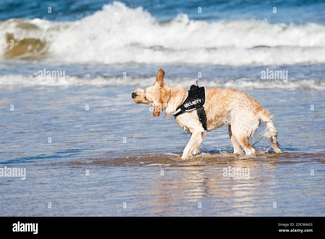 Il cane (Canis lupus familiaris), chiamato cane domestico, è un mammifero carnivoro della famiglia canida. Foto Stock