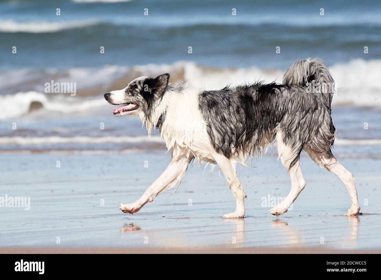 Il cane (Canis lupus familiaris), chiamato cane domestico, è un mammifero carnivoro della famiglia canida. Foto Stock