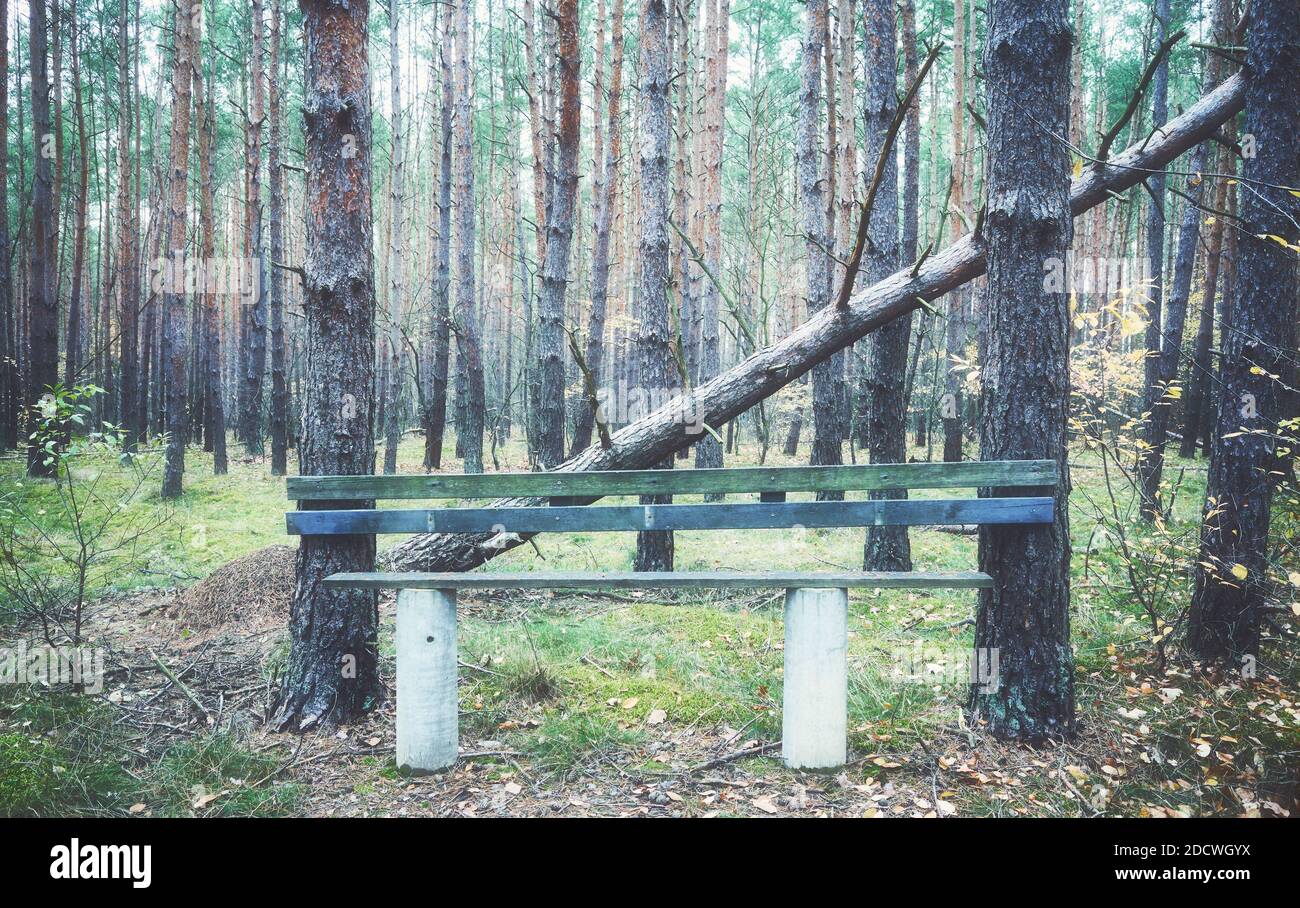 Immagine colorata di un banco in foresta. Foto Stock