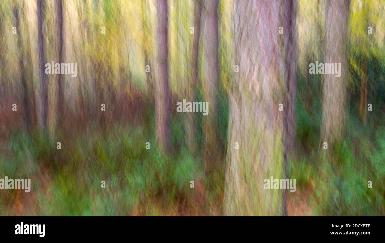 Immagine artisticamente sfocata (movimento intenzionale della telecamera ICM) dell'autunno in una pineta. Foto Stock