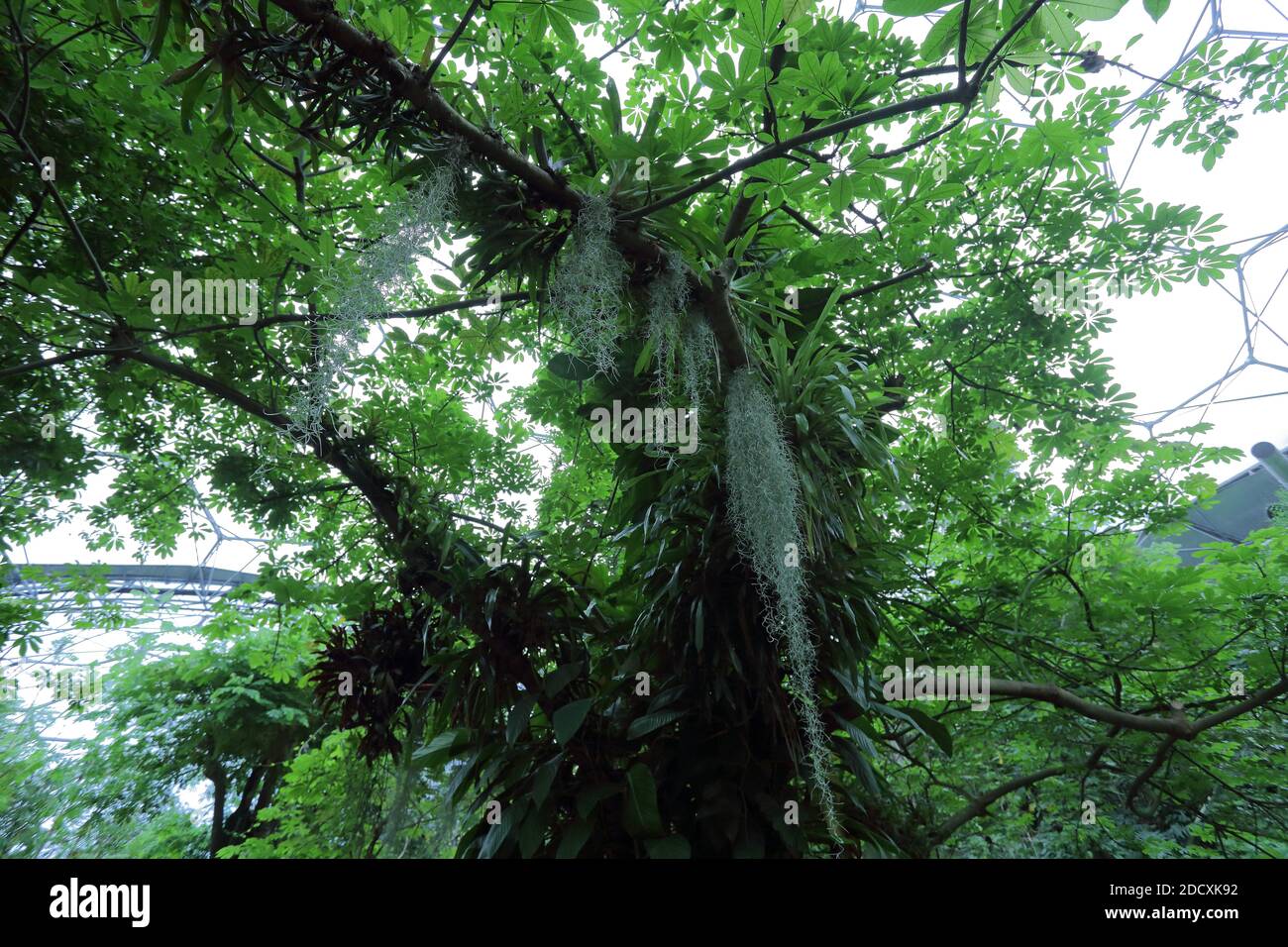 Eden Project è situato in Cornovaglia, Inghilterra. Si tratta di una vista del bioma tropicale. Foto Stock