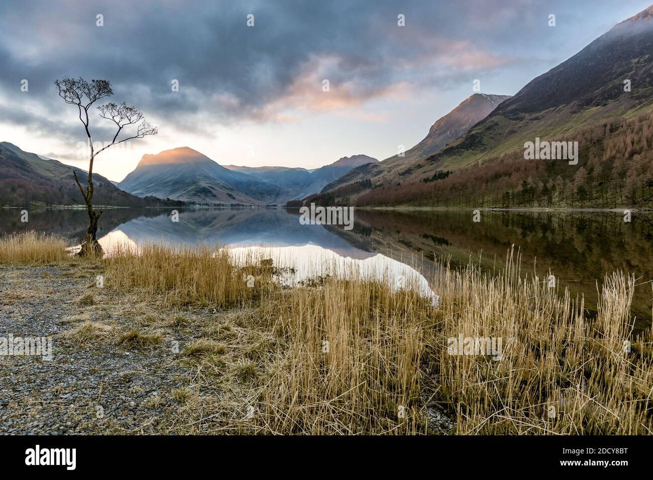 Alba a Buttermere nel Lake District con l'albero solistico sul litorale. Foto Stock