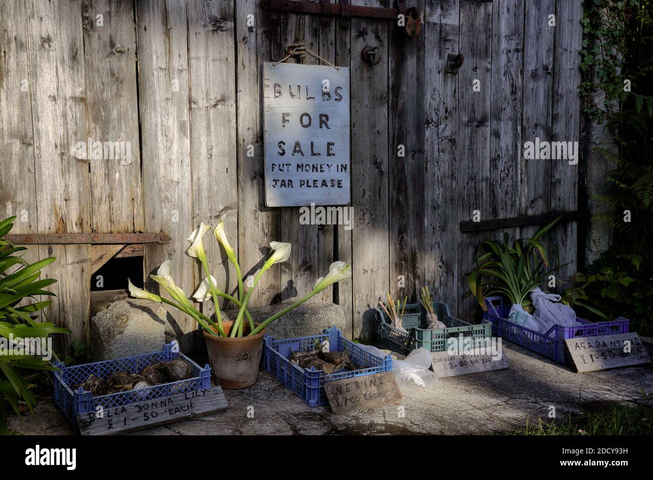 Onestà Box fiori freschi e bulbi in vendita al di fuori di una fattoria sull'isola di St Marys . Isole di Scilly, Cornovaglia Regno Unito. Foto Stock