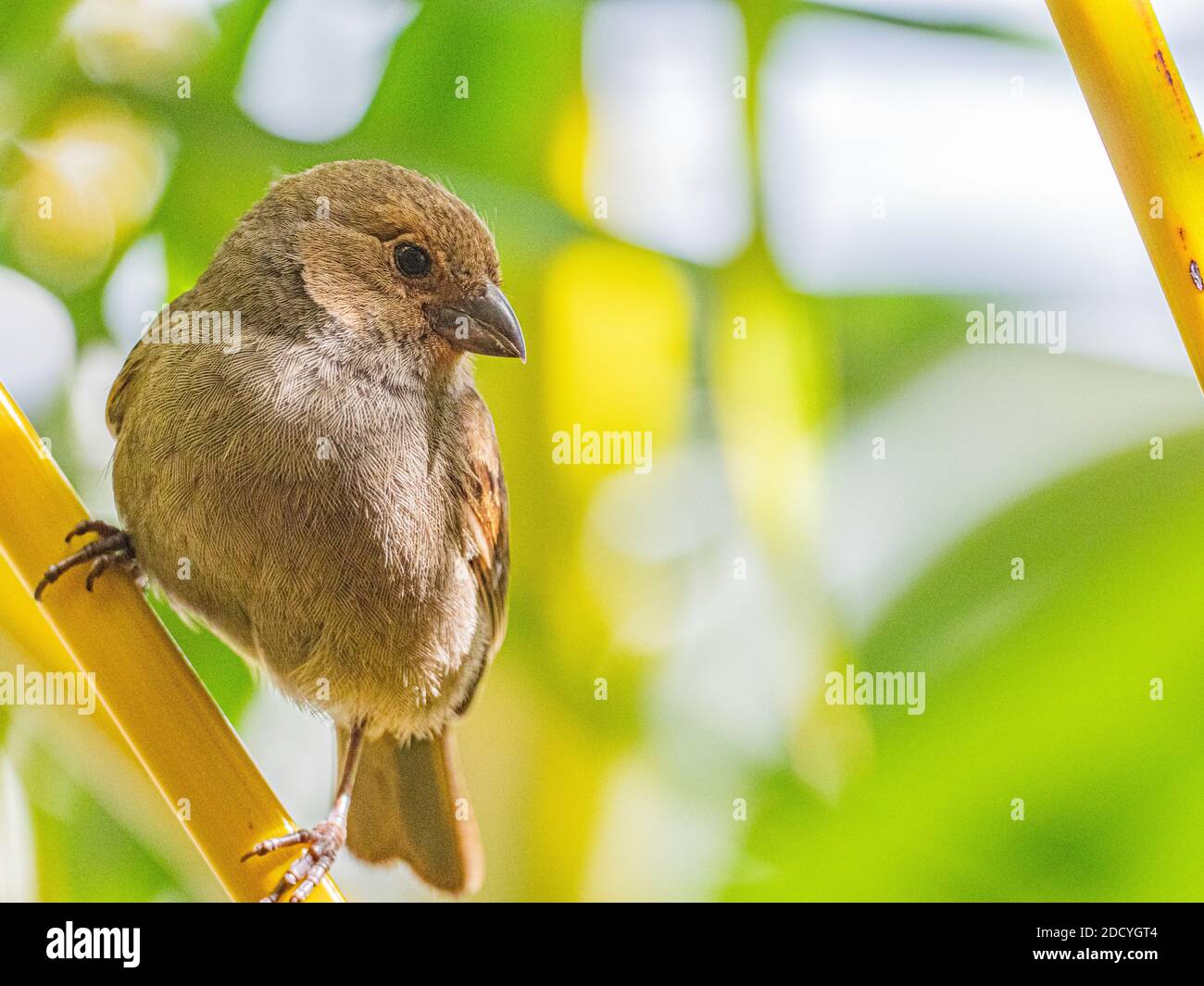 Seedeater cici femmina. Può avere da 4 a 5 cori successivi nell'anno. Deporre da 2 a 4 uova di colore bianco cremoso o leggermente bluastro Foto Stock