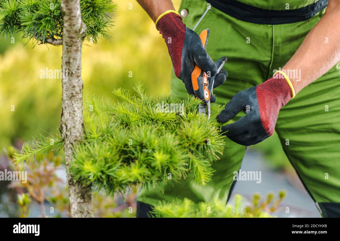 Caucasico Maschile Gardener nel suo giardino di rifilatura anni '40 rami di albero primo piano. Lavoro di manutenzione del giardino. Foto Stock