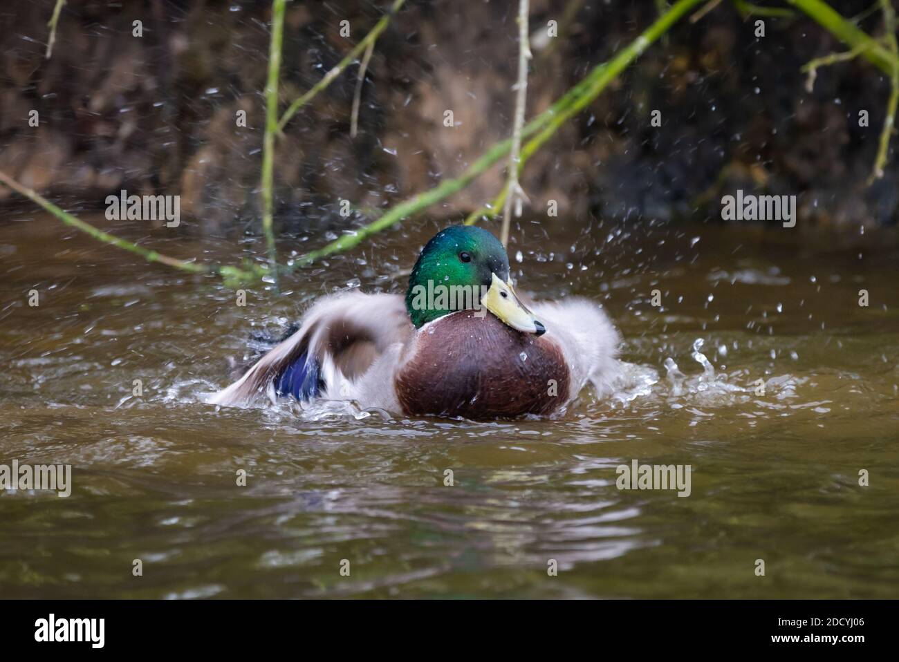 Drake (maschio) Mallard Duck (Anas platyrhynchos) che spruzzi in acqua in autunno in Inghilterra, Regno Unito. Foto Stock